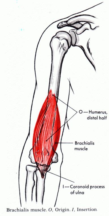 Brachialis Bicep Muscle Biceps Brachii Muscle Anatomy
