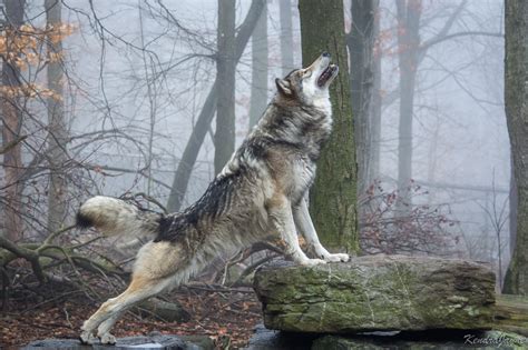 Itap Of A Timber Wolf On A Misty Magical Morning Ritookapicture