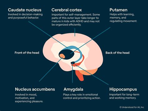 How Does An Adhd Brain Work Brainlyfb