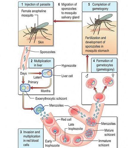 The malaria parasite life cycle involves 2 hosts. Malaria Life Cycle: Simple and Easy Life cycle of ...