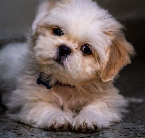 Lovely White Shih Tzu Puppy Stock Image Image Of Cute Floor 124451385