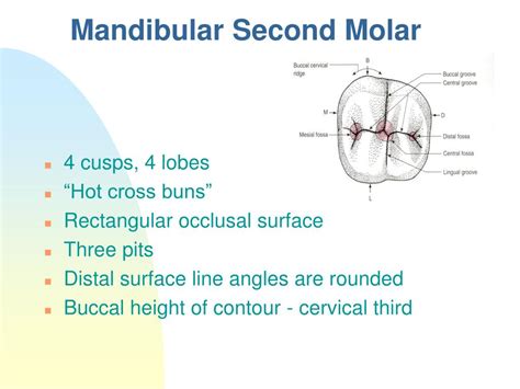 Ppt Molars Powerpoint Presentation Free Download Id4524183