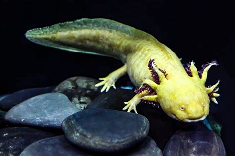 Axolotl General In 2022 Axolotl Black God Animals