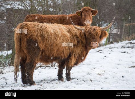 Highland Cows Snow Weather Peebles Venlaw Hill Scottish Borders
