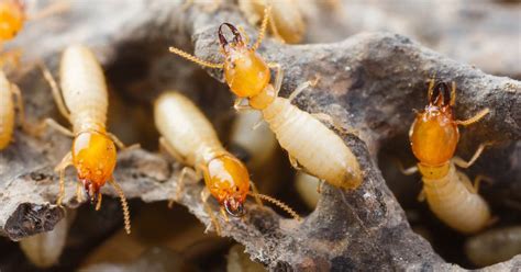 Top 7 Warning Signs Your Home Has Termites Cure All Pest Control