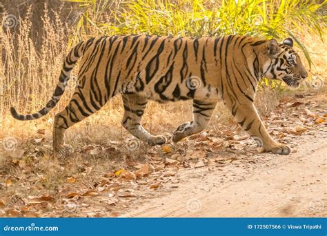 Female Tiger Walking In Its Territory At Bandhavgarh National Forest