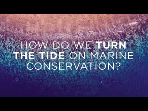 Marine Conservation How Do We Turn The Tide Uni Of Qld