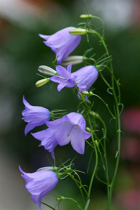 Campanula Rotundifolia Bluebell Of Scotland Bluebells A Native