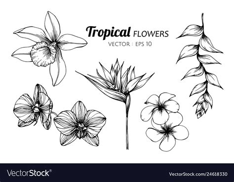 Collection Set Of Tropical Flower Drawing Vector Image