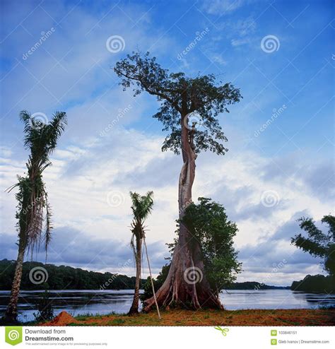 Jungle Landscape In Gabon Stock Image Image Of Tree