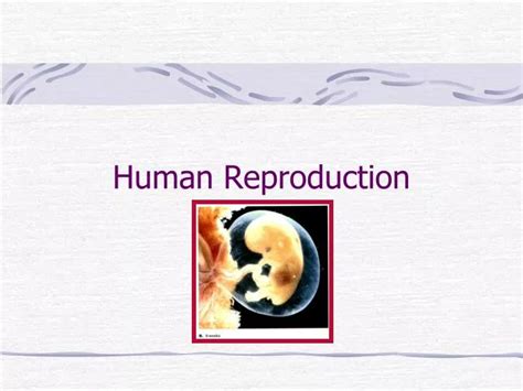 Ppt Human Reproduction Powerpoint Presentation Free Download Id5630235