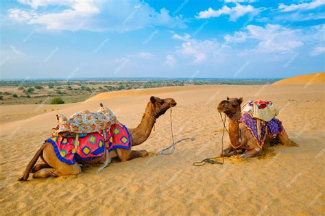 Premium Photo Indian Camel In Sand Dunes Of Thar Desert On Sunset