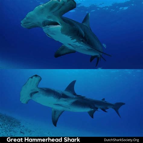 18 strange and weird looking sharks dutch shark society