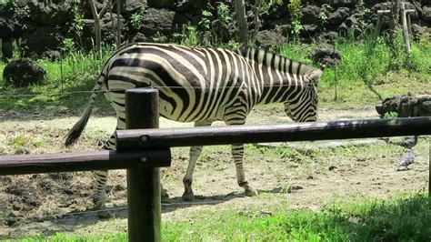 9 May 2016 Zebra At Itozu Zoo Fukuoka Japan Youtube