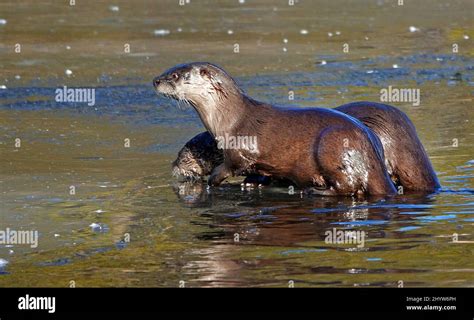 A Pair Of River Otters Lutra Canadensis Snacking On Small Fish On An
