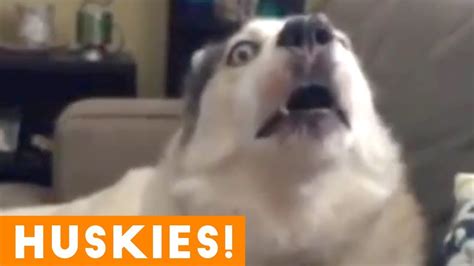 The Funniest And Cutest Husky Compilation Of 2018 Funny Pet Videos