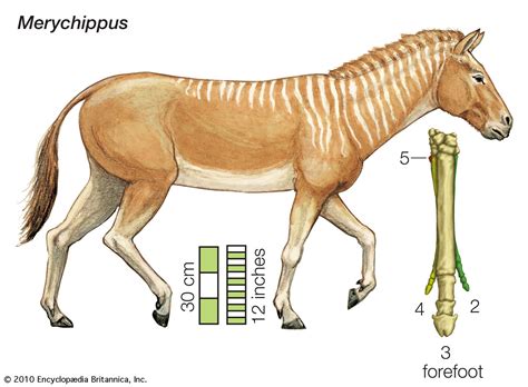 Horse Evolution Domestication Anatomy Britannica