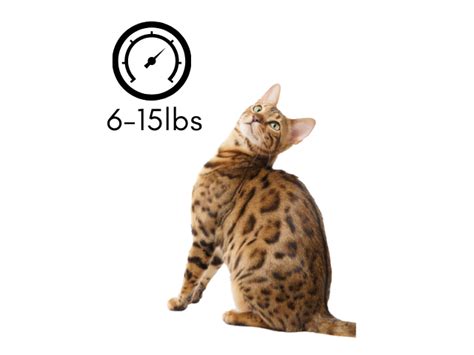 How Big Do Bengal Cats Get The Beginners Guide That Bengal Cat