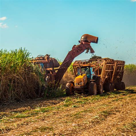 Brasil é O Maior Produtor De Cana De Açúcar Do Mundo