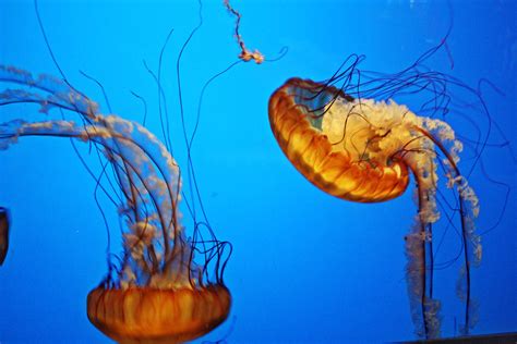 Free Images Ocean Jellyfish Invertebrate Cnidaria Organism