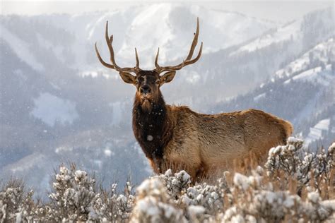 Elk In The Snow Routdoors