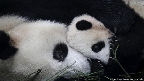 Panda Sex Is Better When Bears Pick Their Own Partners Environment