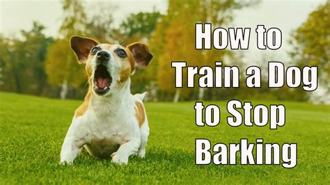 How To Train A Dog To Stop Barking Lets Know It