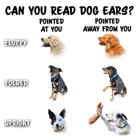 How To Read Your Dogs Body Language In Training Sessions Dogmantics
