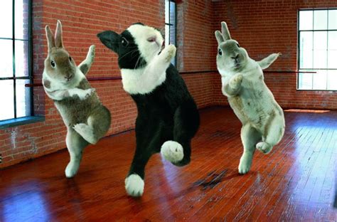 Dancing Bunnies Sawpedia