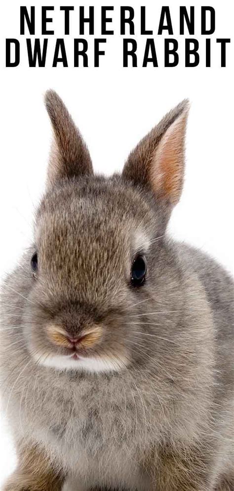 Netherland Dwarf Rabbit A Complete Guide To A Tiny Breed Dwarf