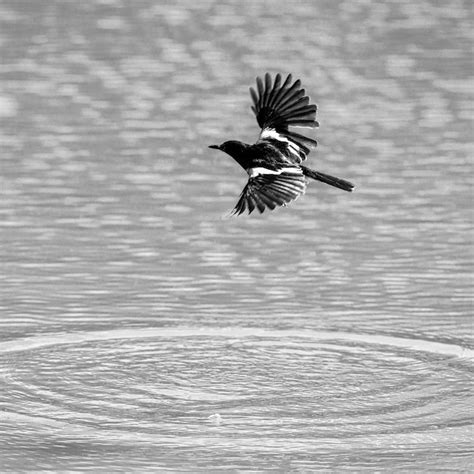 Premium Photo Bird Flying Over The Lake