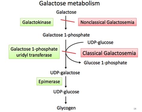 Inherited Metabolic Disorders Galactose Metabolism Flashcards Quizlet