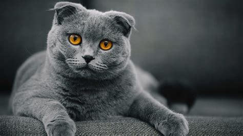 20 Fun Facts You Didnt Know About Scottish Fold Cats