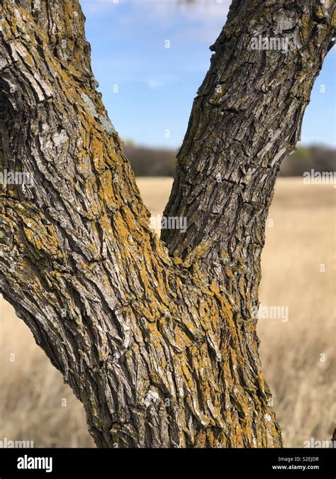 Texas Mesquite Tree Stock Photo Alamy