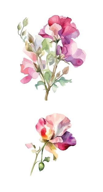Premium Vector Sweet Pea Flower Clipart Isolated Vector Illustration