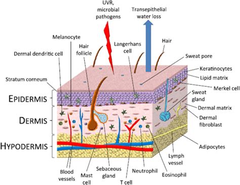 Schematic Representation Of Skin Structure And Cell Population The