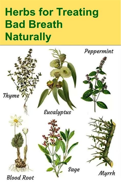 best herbs that provide a natural remedy for bad breath bad breath