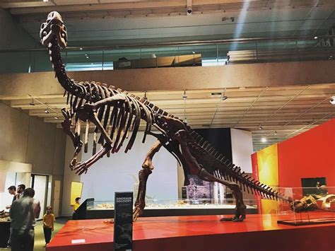 Tyrannosaurus Rex Skeleton At The Queensland Museum Trex Dinosaur