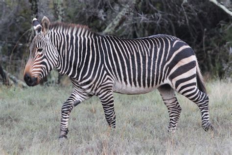 Pin On Cape Mountain Zebra