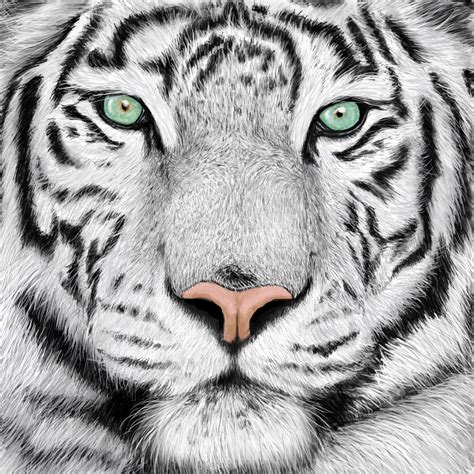 Tiger Face Sketch At Explore Collection Of Tiger