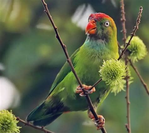 Sri Lanka Hanging Parrot Habitat Distribution Breeding Diet And Foraging