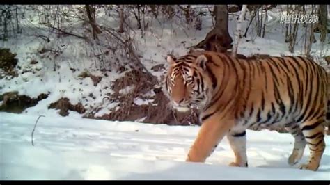 Rare Footage Of Wild Siberian Tiger Captured In Ne China Youtube