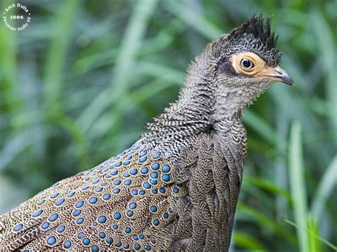 Malayan Peacock Pheasant Polyplectron Malacense Pheasant Peafowl Birds