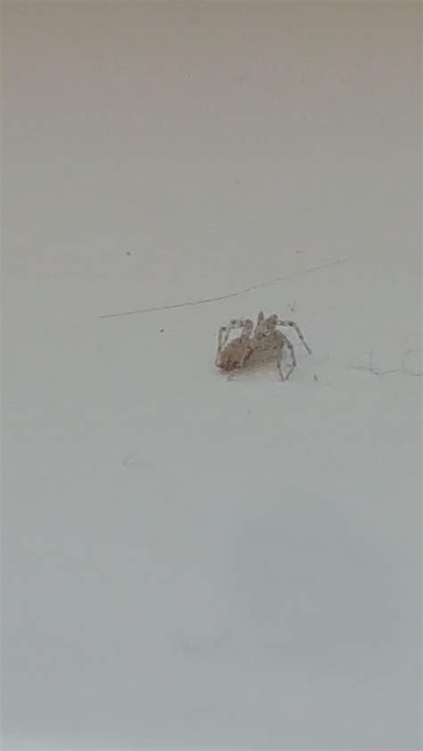 Really Tiny Spider I Found In My Hair Smaller Than My Fingernail