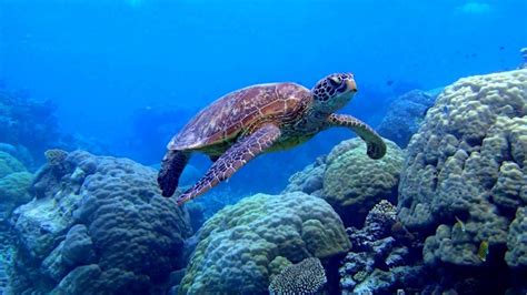 Sea Turtle Swimming Underwater Scene Coral Image Desktop