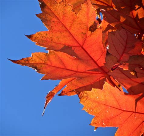 Maple Leaves Ellenm1 Flickr