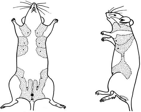 Biology Of The Laboratory Mouse Figure 13 19