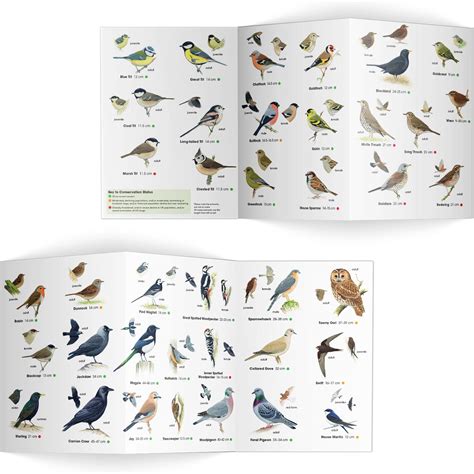 Garden Birds Identifier Chart Rspb Id Spotlight Series Rspb Shop