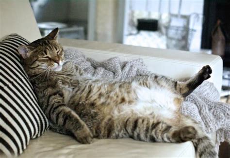 But if anyone has experience with their cats like this., or knows if she should be on a certain diet all answers are helpful. Why does my cat have a swollen and hard belly? | FavCats.com