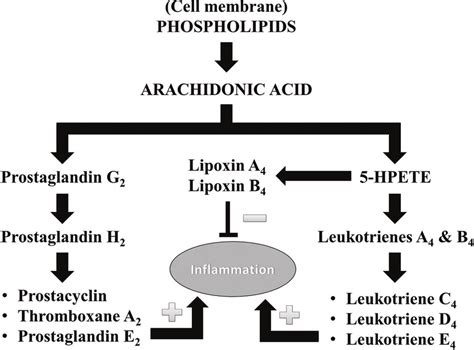 Arachidonic Acid Metabolism With Cyclooxygenase And Lipoxygenase